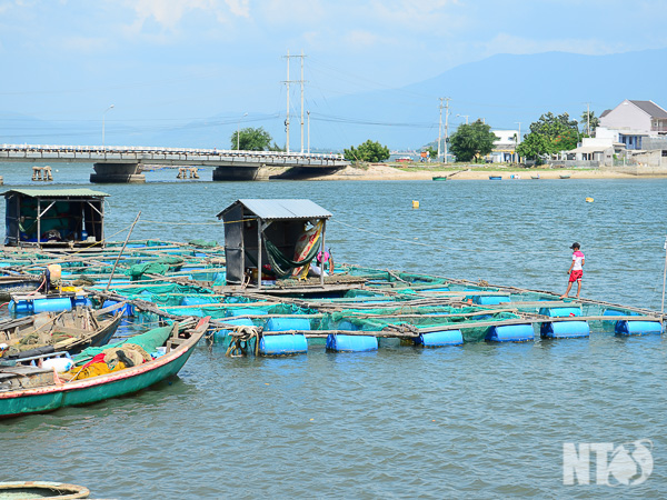 Nuôi cá bớp trong lồng bè tại vùng Đầm Nại (thị trấn Khánh Hải, Ninh Hải). Ảnh: B.T
