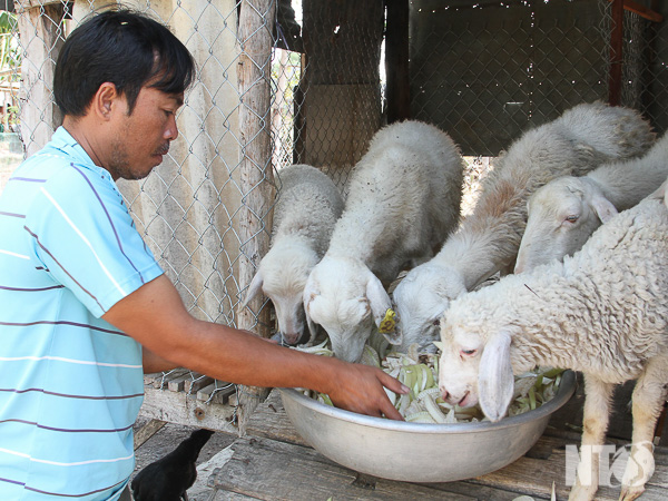 Ninh Thuận: Hiệu quả mô hình cừu “Tam nông”