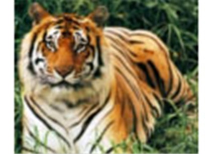 Cấm nhập khẩu mẫu vật một số động vật hoang dã nguy cấp